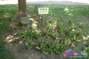 Organic Farm Tour - LAC Farms: Pascual Laboratories' Source