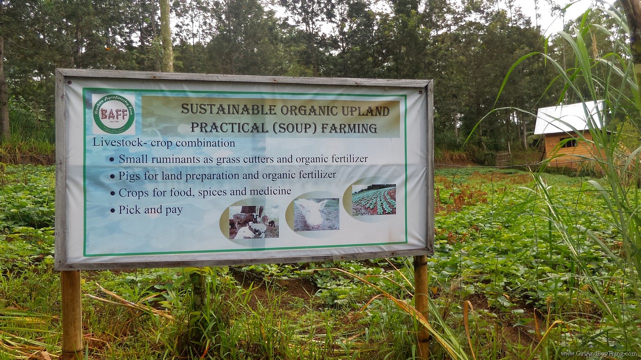 Binahon Agroforestry Farm
