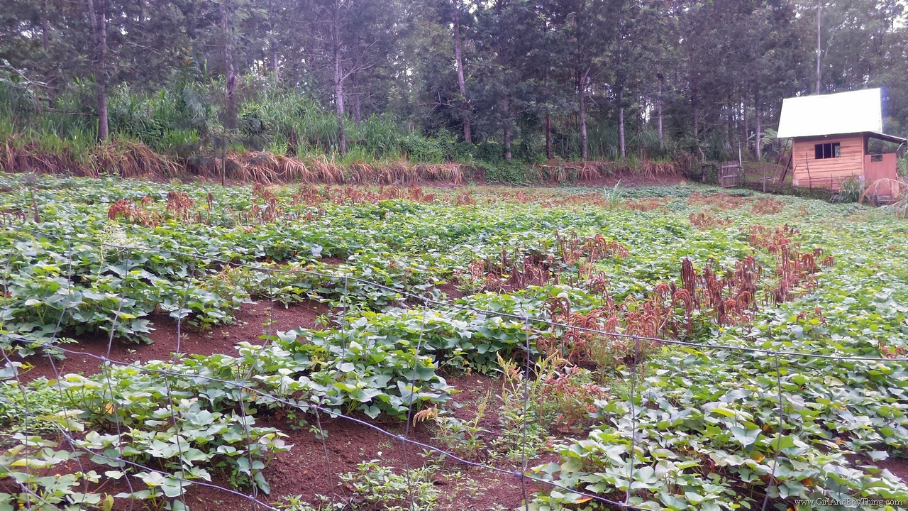 Binahon Agroforestry Farm