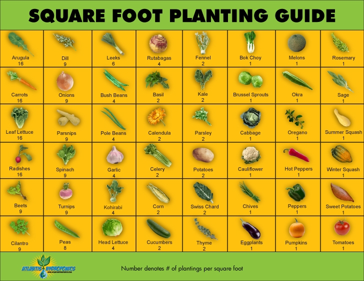 Square foot planting guide