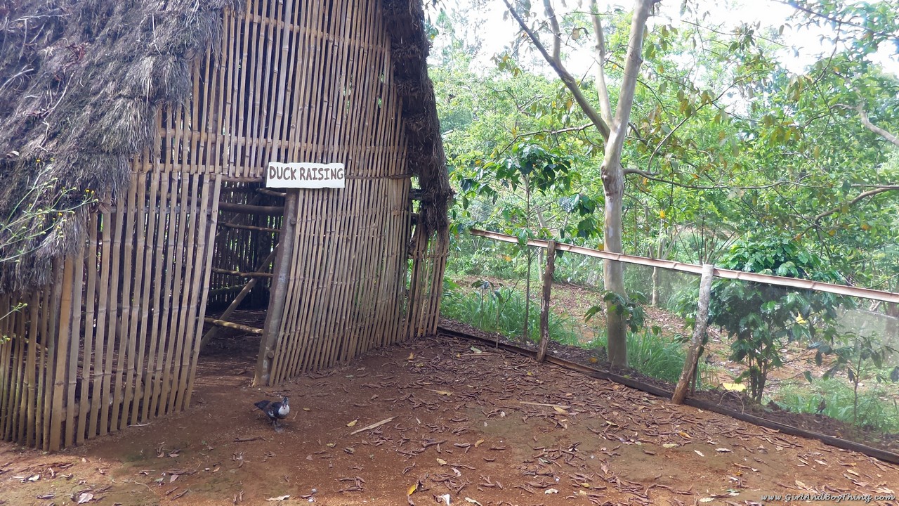 Mt. Kitanglad Agri-Ecological Techno-Demo Center Duck raising (1)