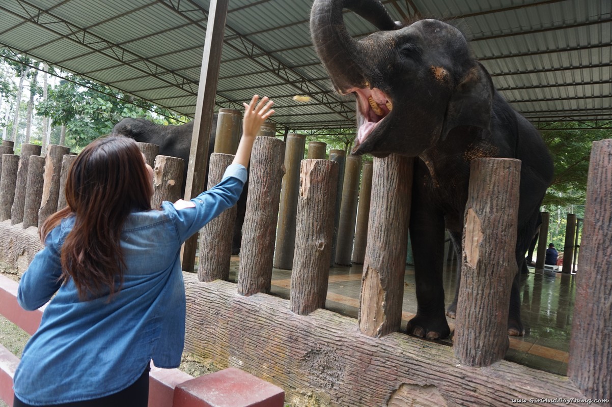 national-elephant-conservation-centre-pahang-elephant-feeding-3