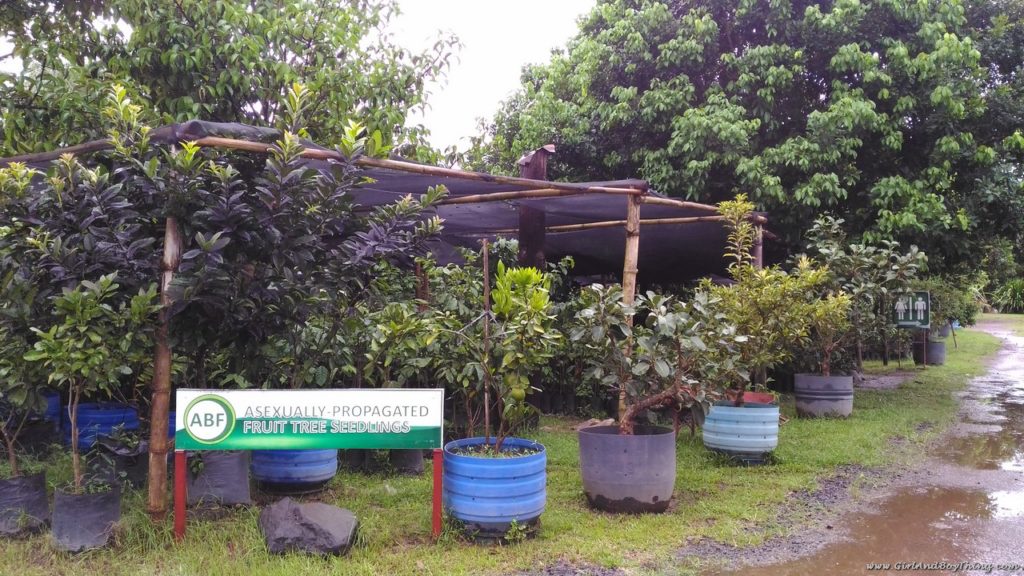 ato-belens-farm-potted-trees