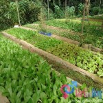 Organic Agriculture, A Booming Business in the Philippines