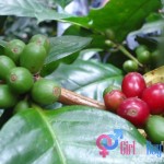 Coffee Arabica: Sagada's Best Organic Coffee