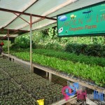 Organic Farming: A Healthy Option For A Better You