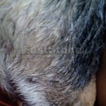 Pet Care: How to Remove Adhesive From Dog's Fur