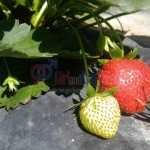 My Strawberry Picking Experience At Strawberry Farm La Trinidad Benguet