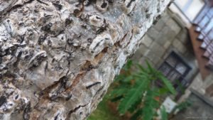 ZenFone Zoom Challenge