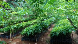 Binahon Agroforestry Farm