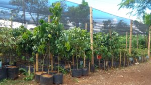 Binahon Agroforestry Farm: An Upland Farming Success!