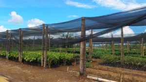 Binahon Agroforestry Farm