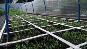 Cervantes Farm Square Foot Urban Farm