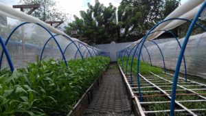 Cervantes Farm Square Foot Urban Farm