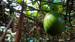 Mt. Kitanglad Agri-Ecological Techno-Demo Center