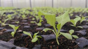 Ato Belen’s Farm seedlings