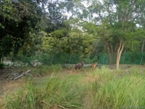 Wild savannah