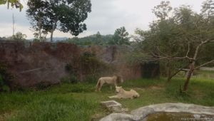 Wild savannah