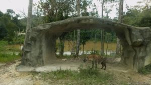 Wild savannah