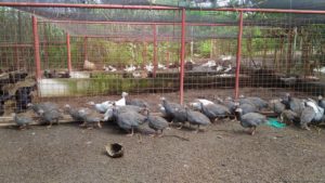 Costales Nature Farms organic farm tour