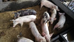 Costales Nature Farms