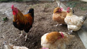 Costales Nature Farms farm tour