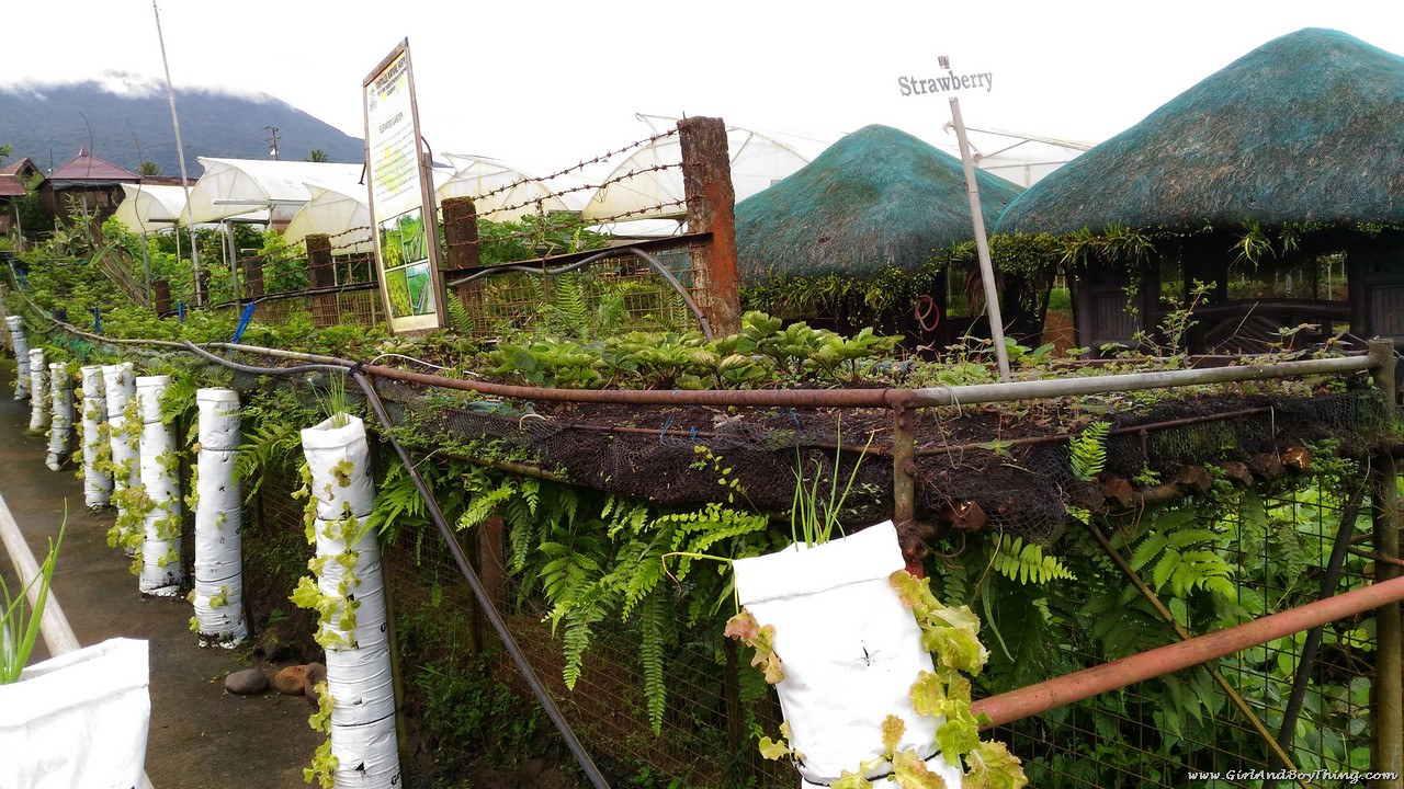 Costales Nature Farms: Where Organic Farming and Tourism Meet