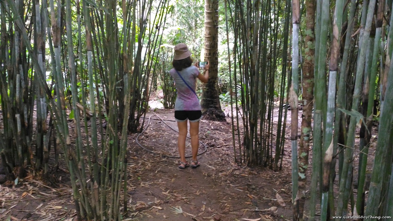 Forest Wood Garden bamboo