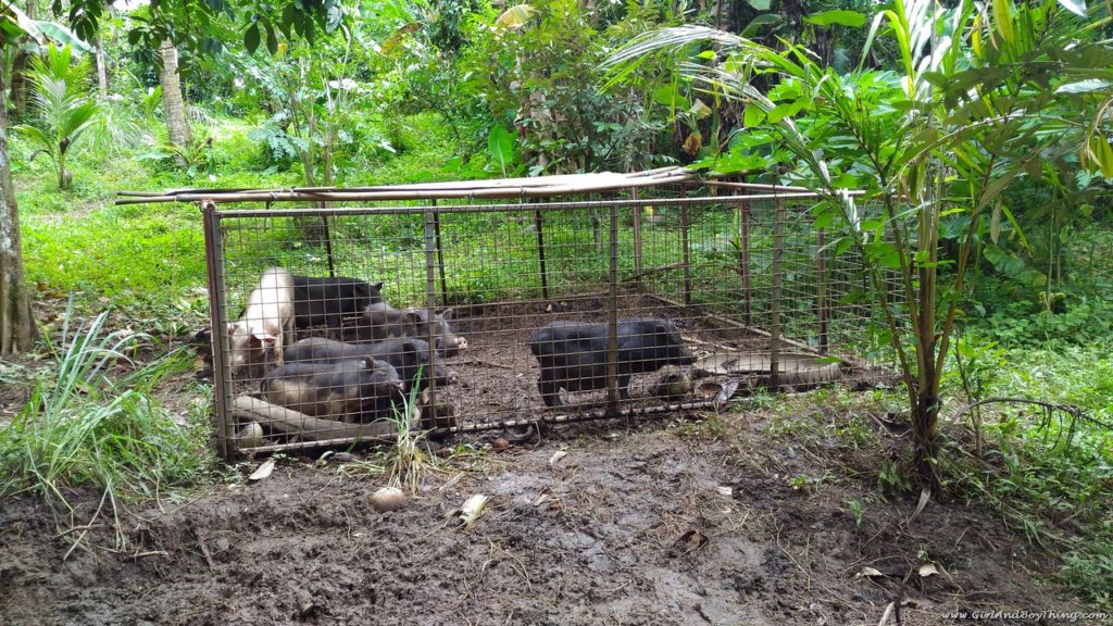 Forest Wood Garden wild boar