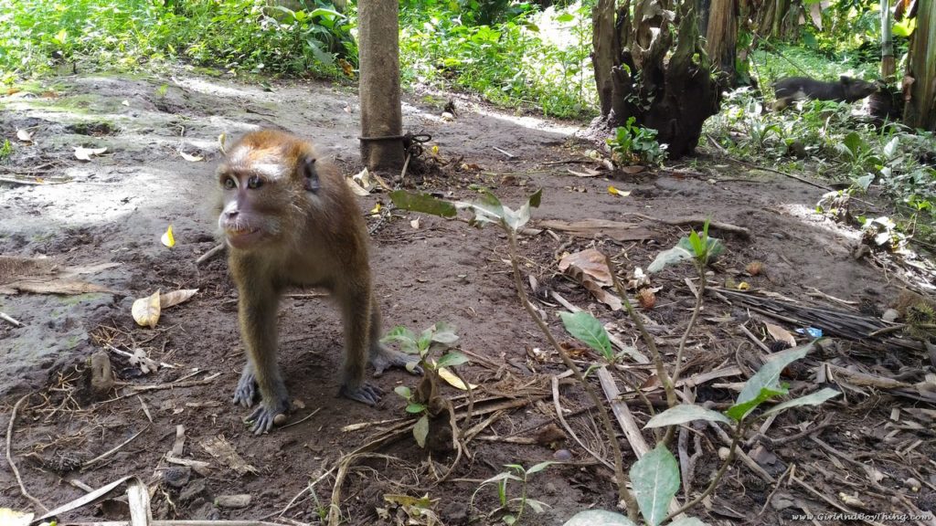 Forest Wood Garden monkey