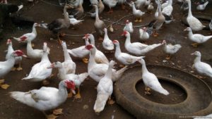 Terra Verde Ecofarm and resort