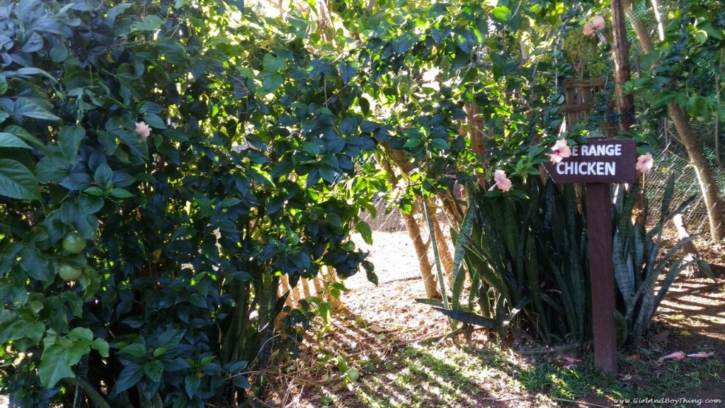 Canaan Hill Farms And Honey Garden: A Healthy Oasis On A Hill