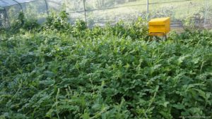 Canaan Hill Farm And Honey Garden