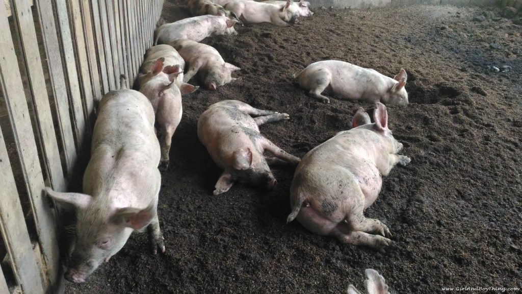 La Granja de Reyna Tacloban