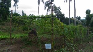La Granja de Reyna Farm Tacloban