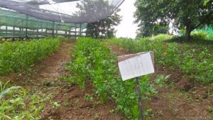 La Granja de Reyna Farm