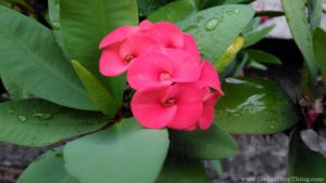 ASUS ZenFone Live Sample Photos