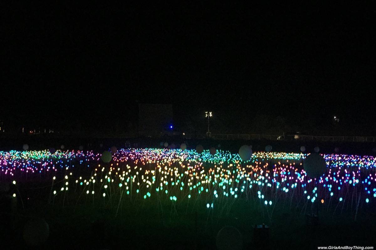 Magical Field Of Lights
