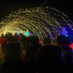 Magical Field Of Lights