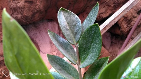 ASUS ZenFone 4 Selfie Lite SPECIAL EDITION