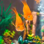 4 Beginner Tips For Breeding Aquarium Fish
