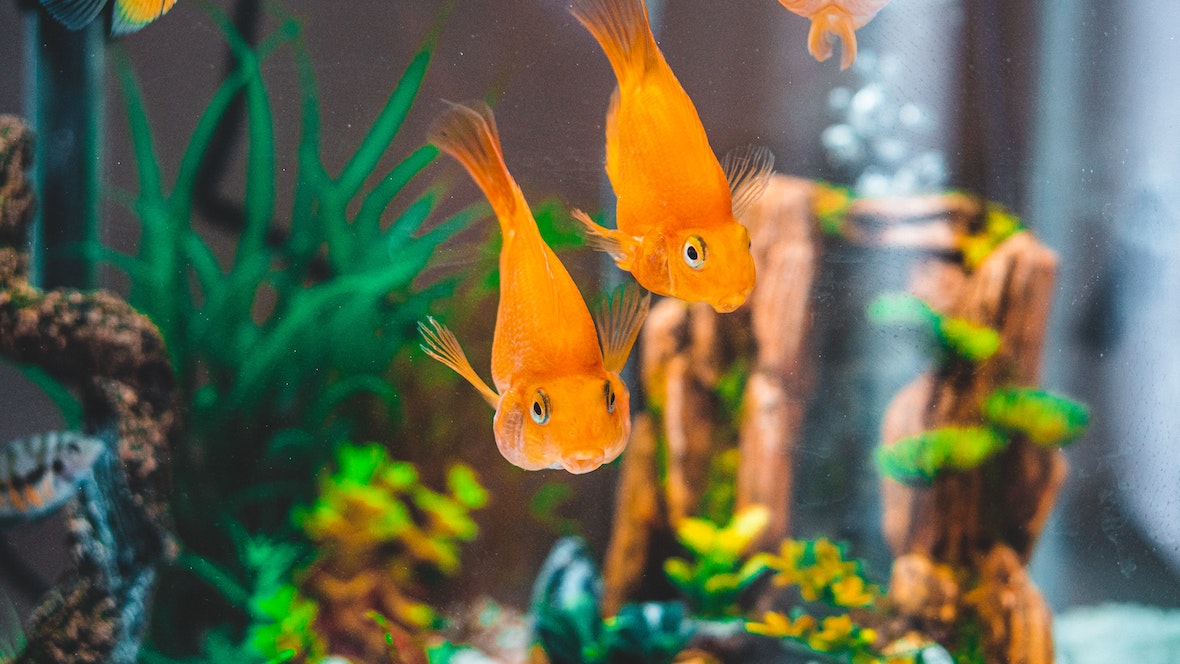 4 Beginner Tips For Breeding Aquarium Fish