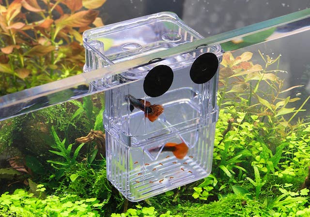 4 Beginner Tips For Breeding Aquarium Fish - GirlandBoyThing
