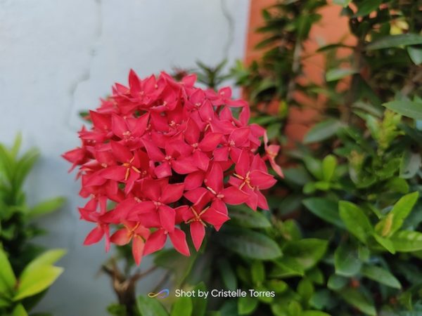 realme 8 Pro photo sample