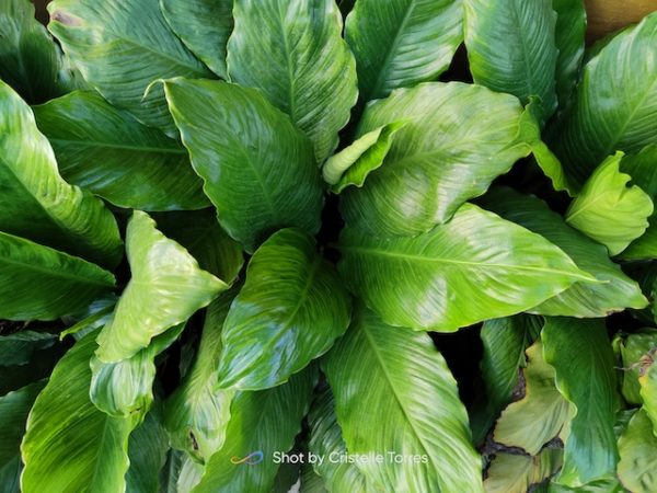 realme 8 Pro photo sample