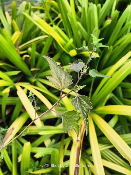 realme 8 Pro camera features