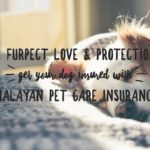 Malayan’s Pet Care Insurance