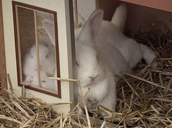 7 Must-Have Items At Home For Your New Pet Bunny