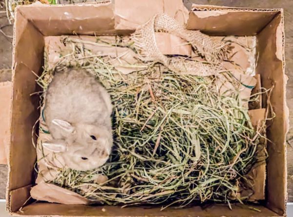 7 Must-Have Items At Home For Your New Pet Bunny