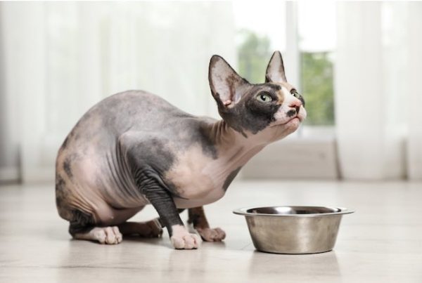 How To Take Care Of A Sphynx Cat in 4 Easy Ways